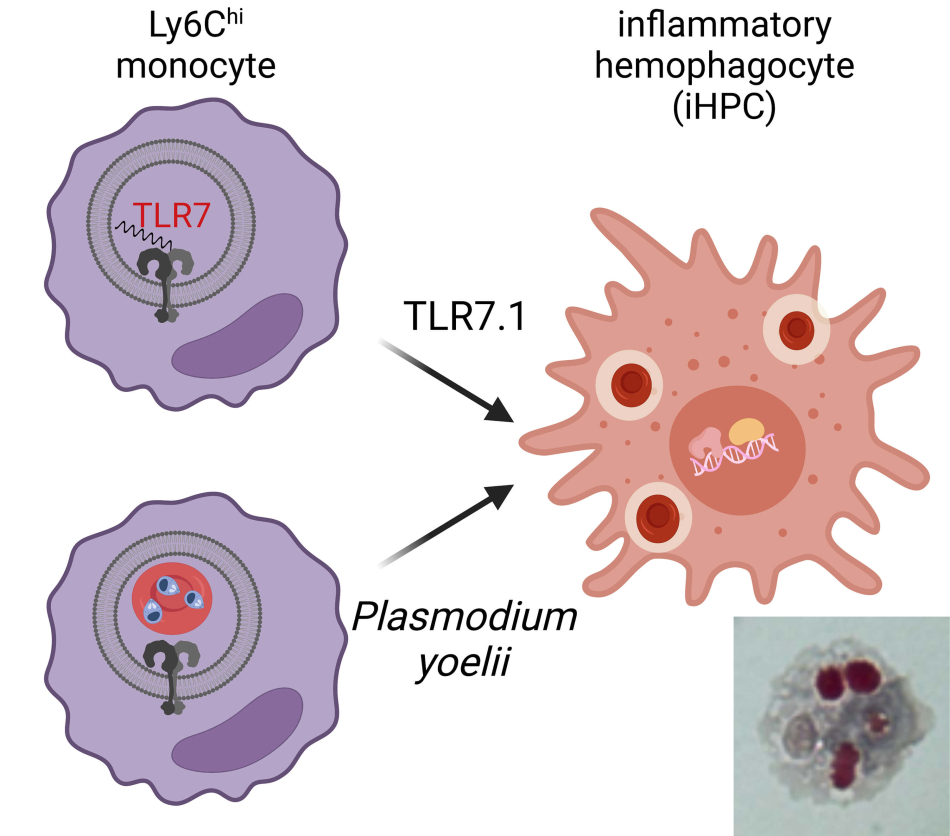 Hamerman Research Project Inline - Monocyte-derived inflammatory hemophagocytes in disease