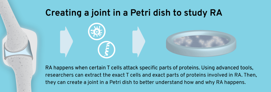 Layout 2D Creating Joint Petri Dish Study RA