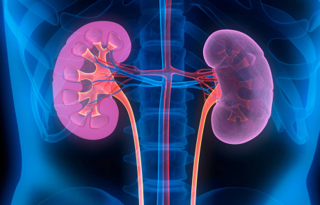 Blog Main Image - 3D Biological Human Kidneys Blue Red