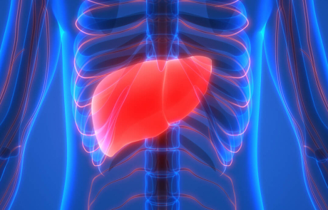 Blog Main Image - 3D Biological Liver Ribs Blue Red