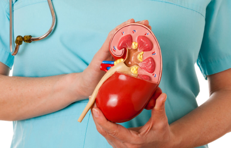 Blog Main Image - Clinician Holding Kidney Model