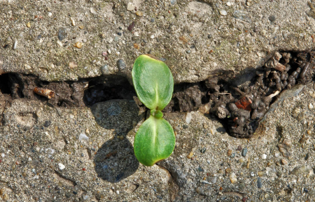 Blog Main Image - Plant Through Concrete Road