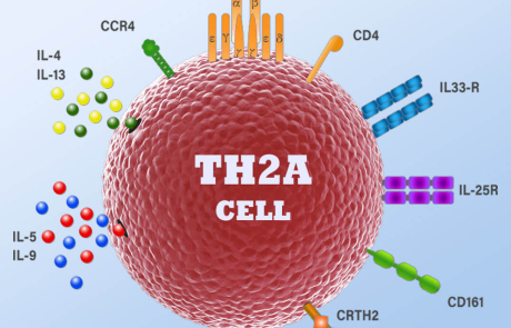 Blog Main Image -  3D Biological TH2A Cell