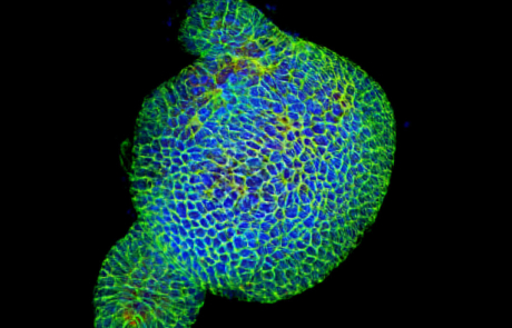 Blog Main Image -  Scientific Organoid Blue Green