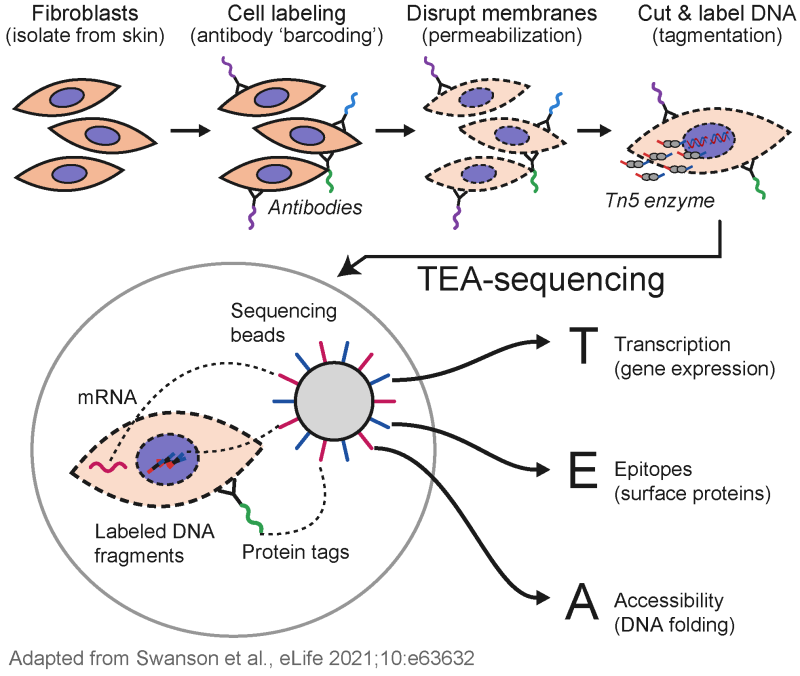 Inline TEAseq Fibroblast Morawski Mishra EDITORIAL