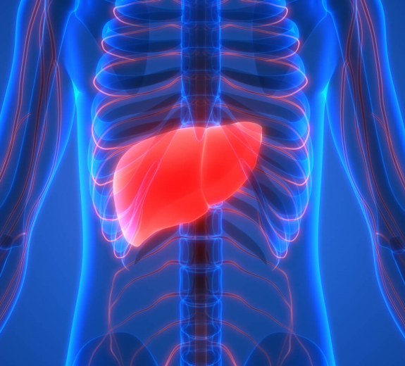 Blog Main Image - 3D Biological Liver Ribs Blue Red