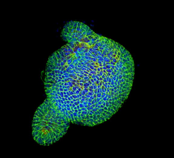 Blog Scientific Organoid Blue Green