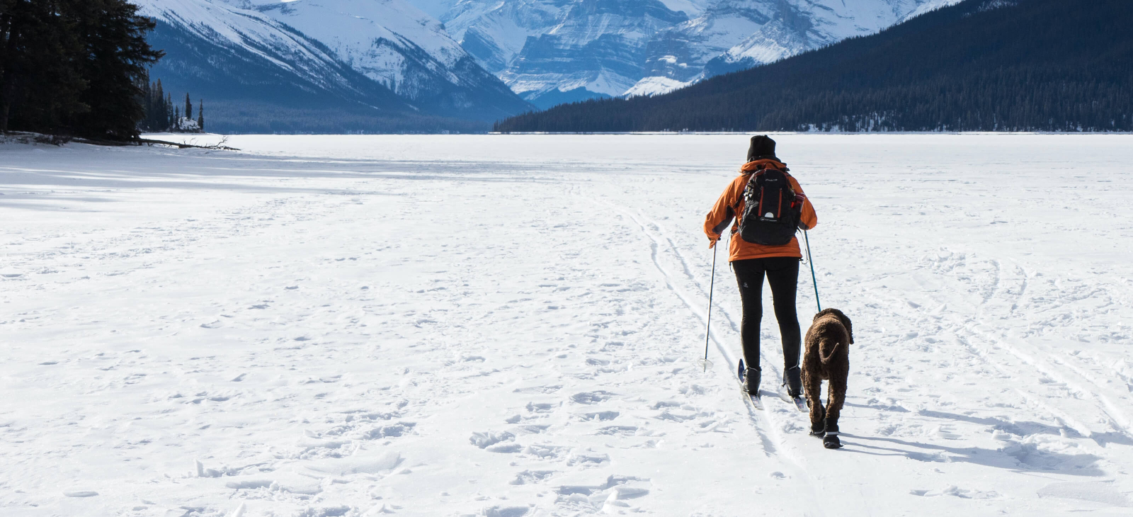 Full-Width - Winter Cross-Country Skiing Dog Unsplash Jasper Guy