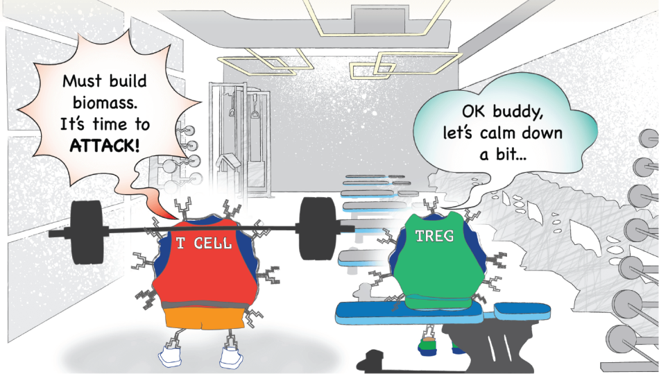 Inline - How TRegs Regulate T Cells
