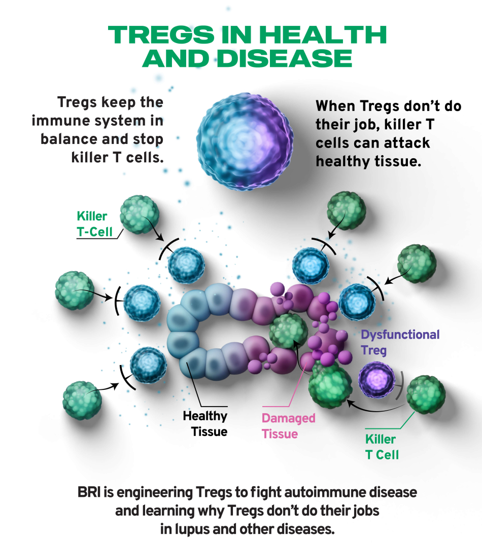 Graphic Layout Tregs in Health and Disease