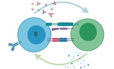 Buckner Research Project Preview - Antigen-specific T Cells in autoimmunity