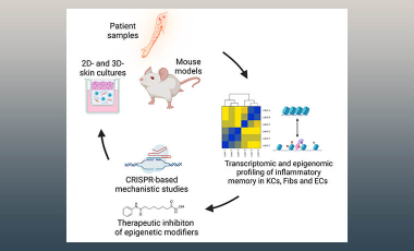 Campbell Lab Research Project Preview - T Cell Structural