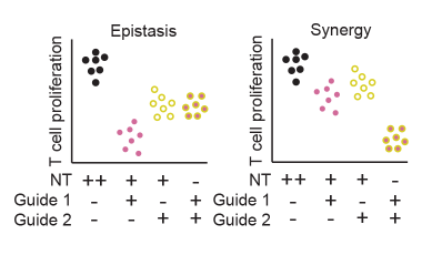 Ray Lab Research Project Preview - Defining Variants