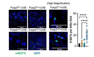 Ziegler Research Project Banner - FoxP3 Delta