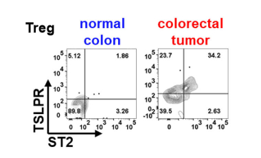 Ziegler Research Project Preview - Role of TSLPR+ST2