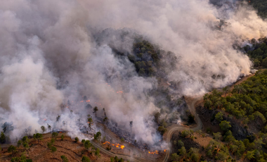 Blog Forest Wildfire