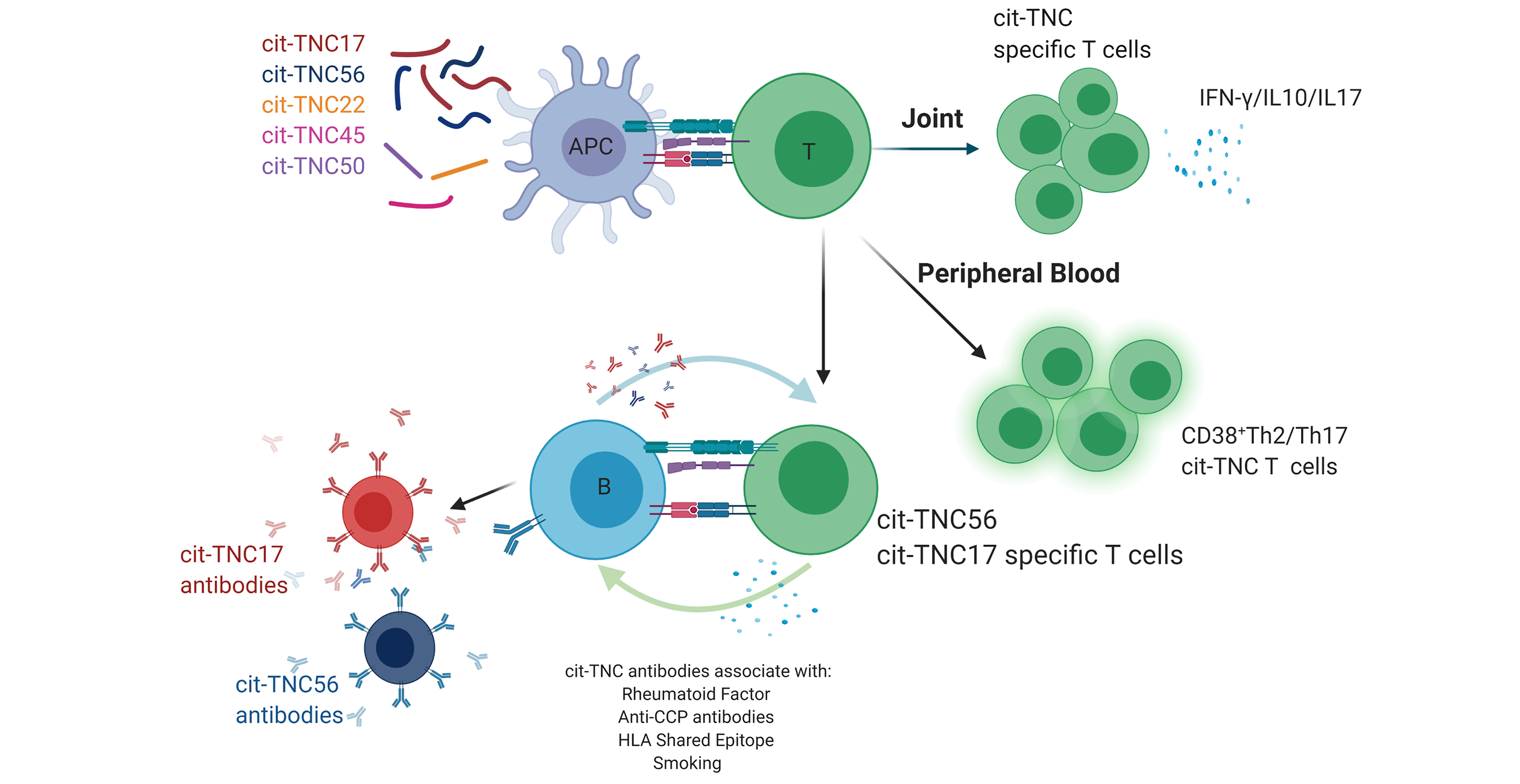 Antigen-specific T cells in autoimmunity | Benaroya Research Institute