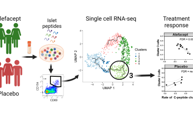 Cerosaletti Research Project Banner - Autoreactive T cells in type 1 diabetes