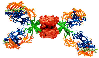 Kwok Research Project Banner - DNA-barcoded HLA class II tetramers