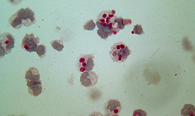 Hamerman Lab Main