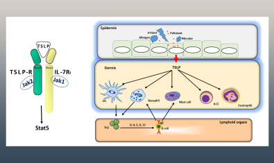 Ziegler Lab Banner